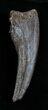 Struthiomimus Dinosaur Hand Claw - South Dakota #1697-2